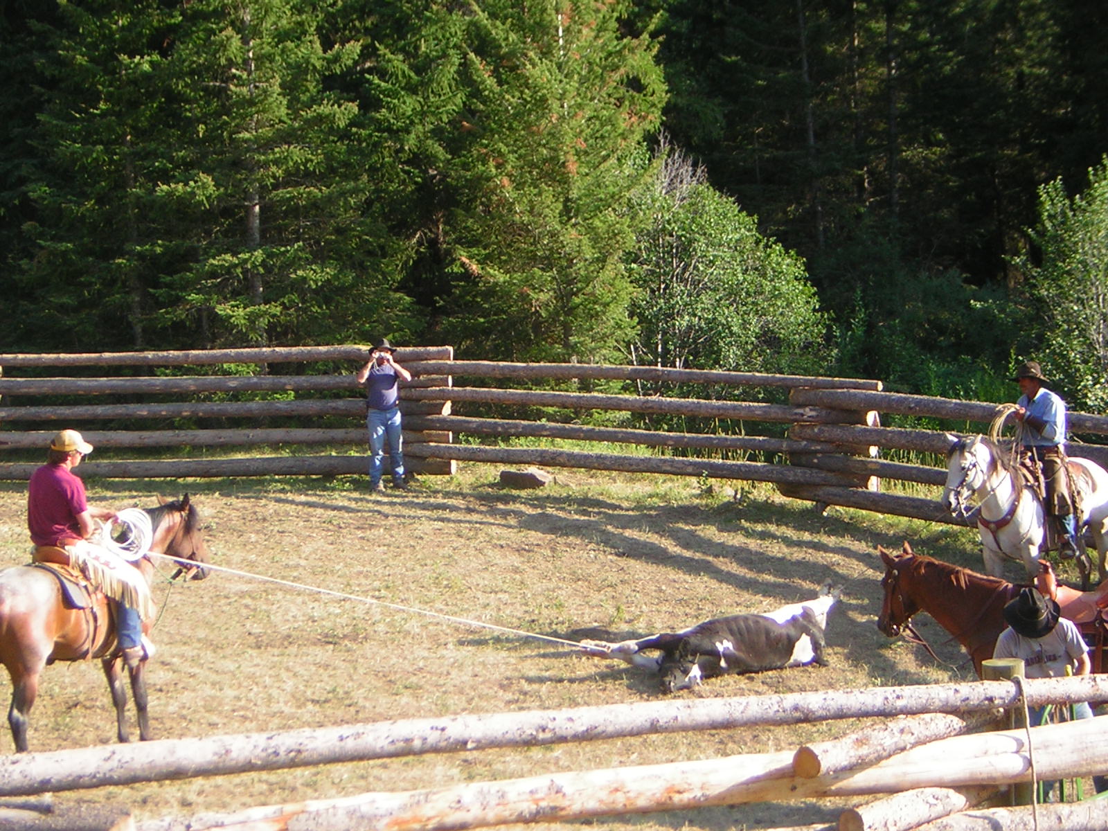 ranch roping